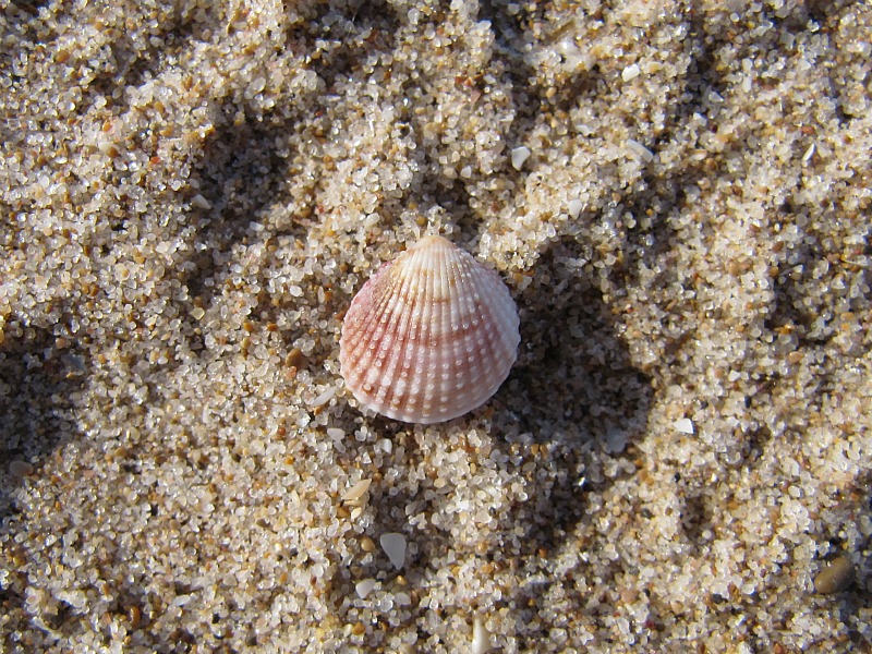 Acanthocardia?